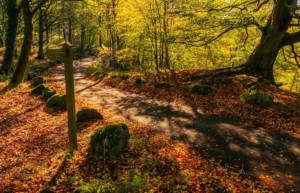 Autumn courier services